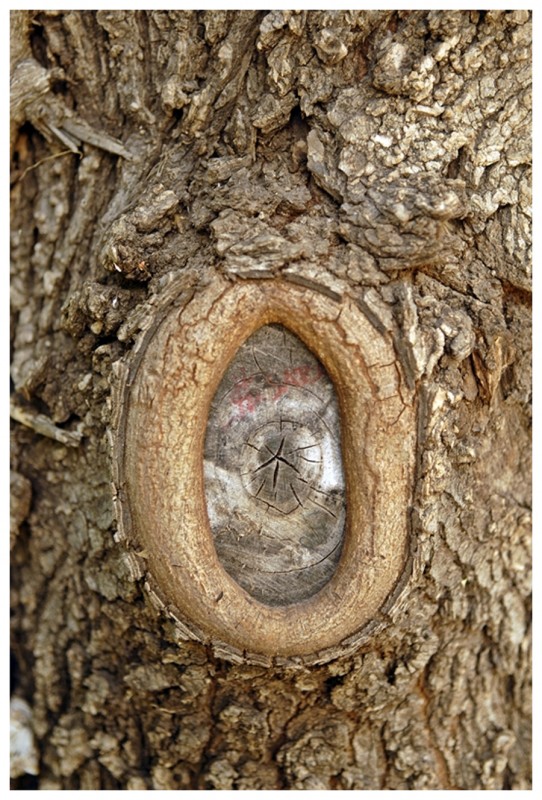 El ojo del marques