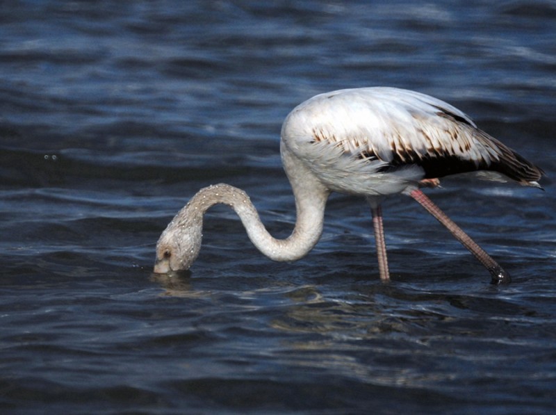 Buscando peces,,,