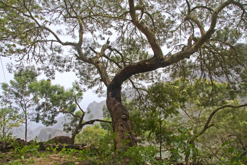 Arbol en la Cima