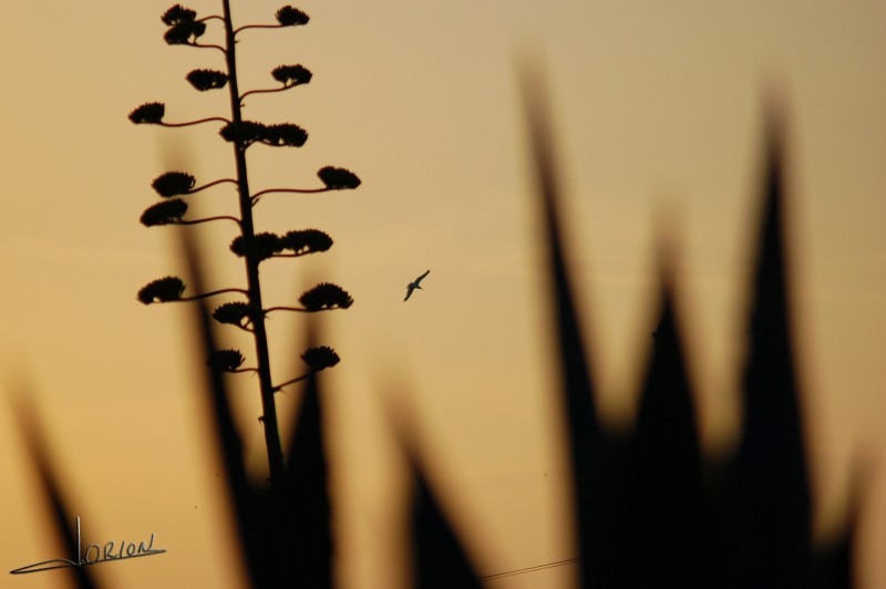 vuelo..... al atardecer