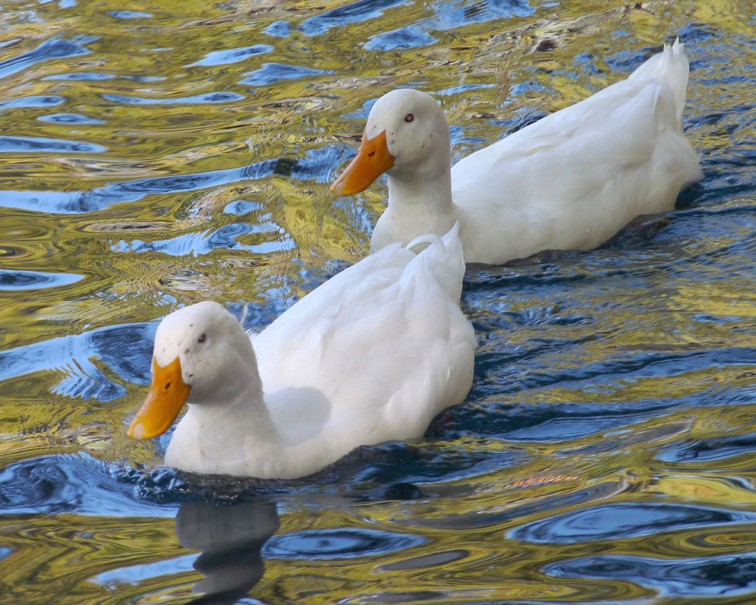 PATO Y PATA