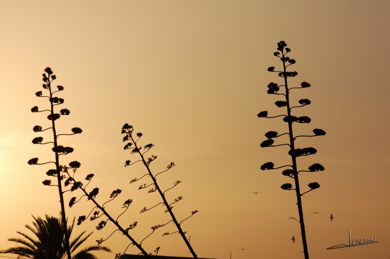 vuelo..... al atardecer 2