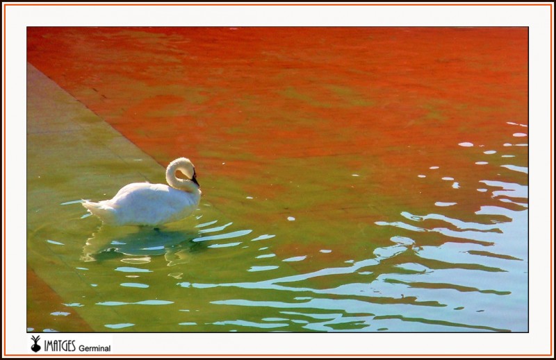 Cisne en un mudo de color