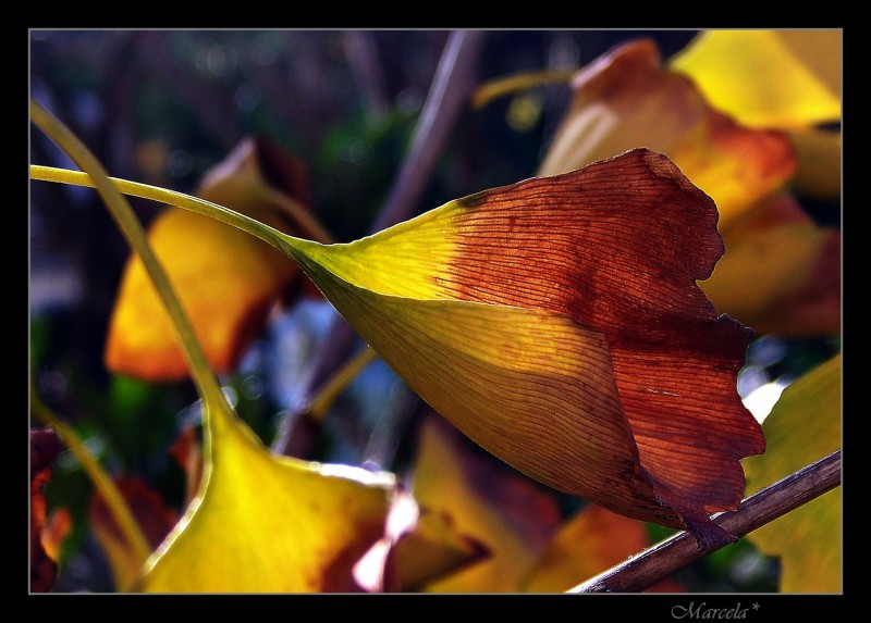 Belleza Gingko Bilobera