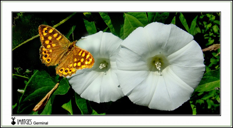 Campanulas + Mariposa