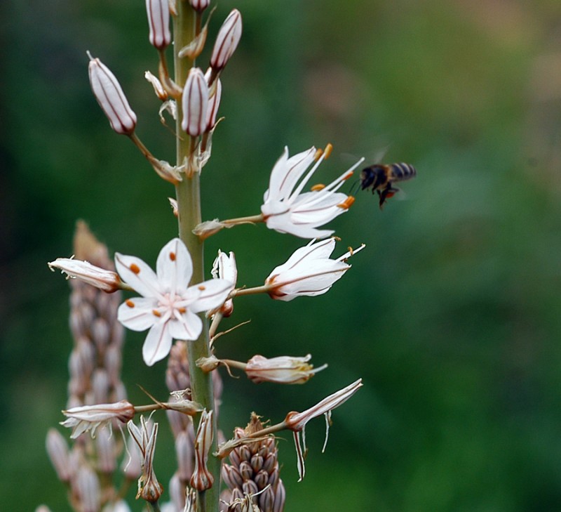 De flor en flor 2