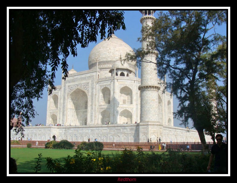 Taj Mahal enmarcado por los rboles