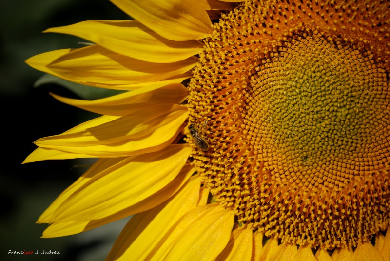 Abeja en girasol