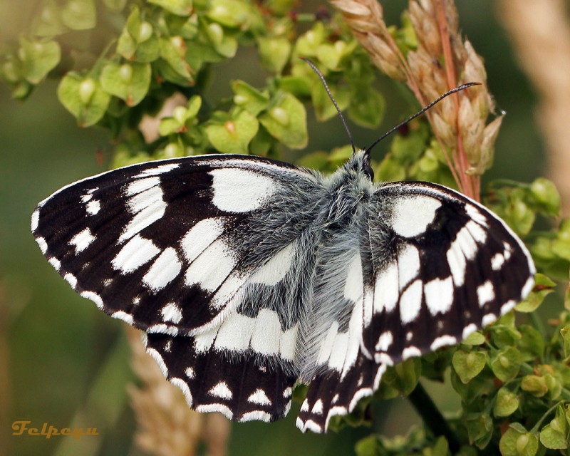 Mariposa