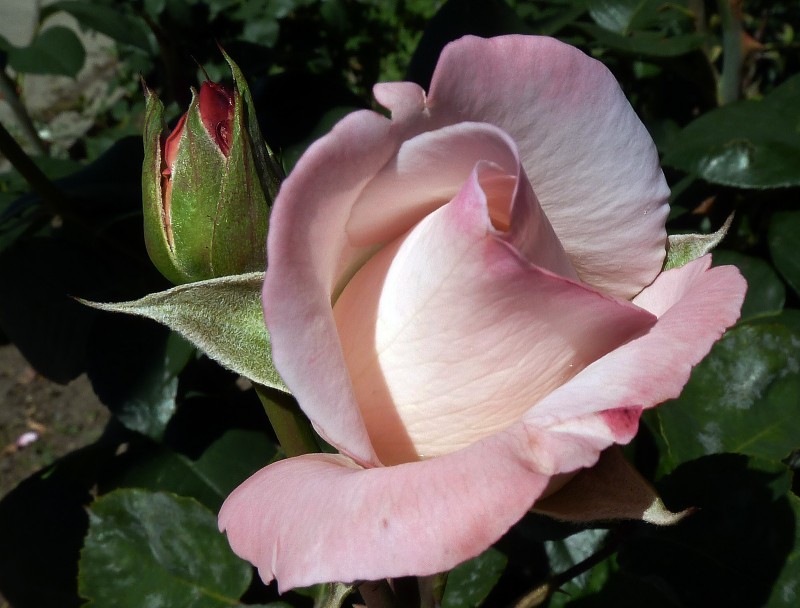 Flores de Mayo 11 38