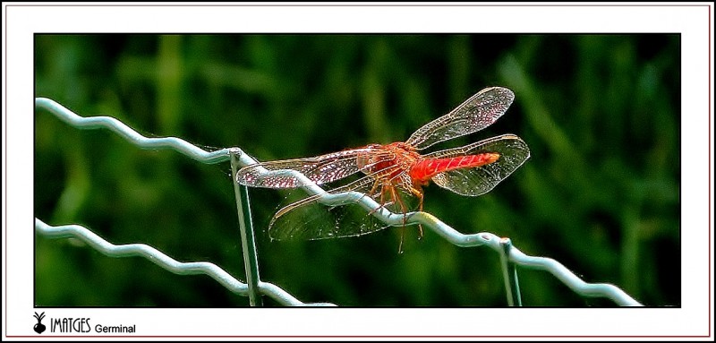 Liblula roja