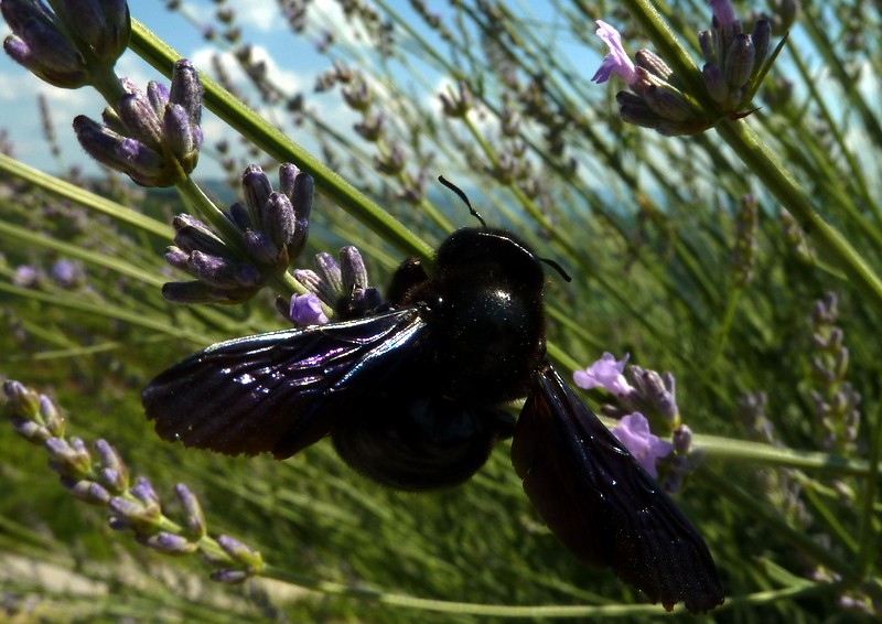 perfumandose de lavanda