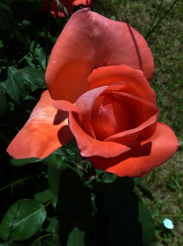 Flores de Mayo 11 84