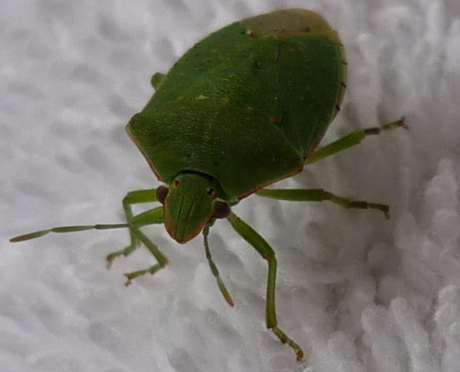 curioso visitante verde en mi toalla