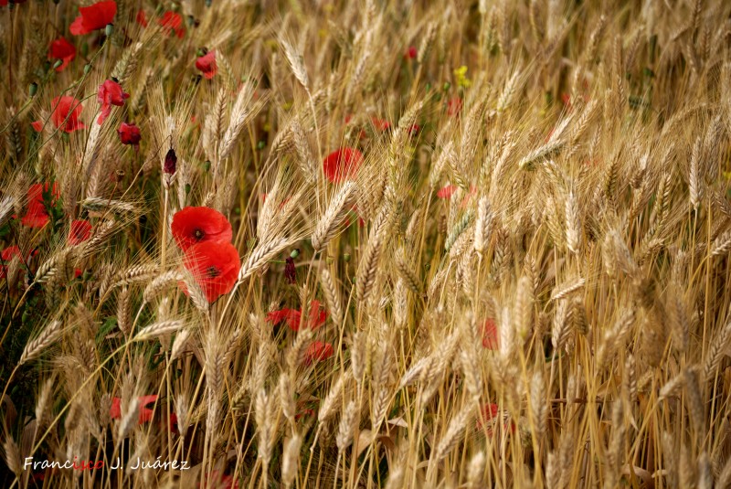 Amapolas entre el trigo