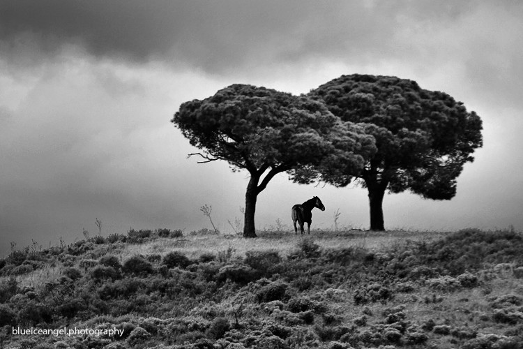 waiting for the rain