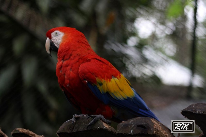 Guacamaya con  tricolor Colombiano