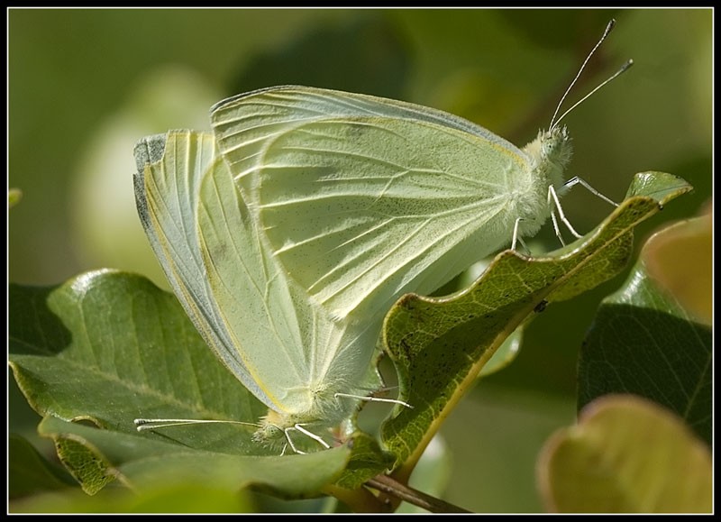 MARIPOSA