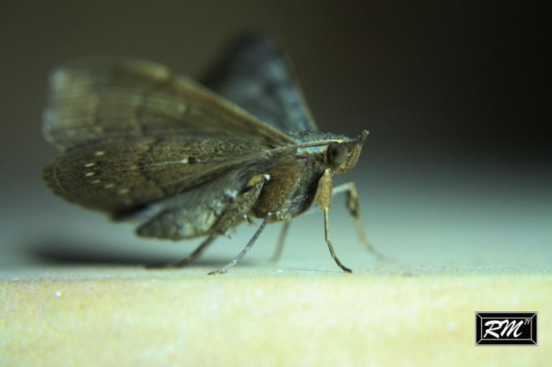 Mariposa Nocturna