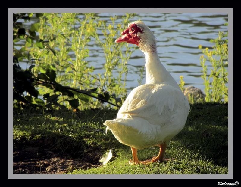 El patito feo de narices