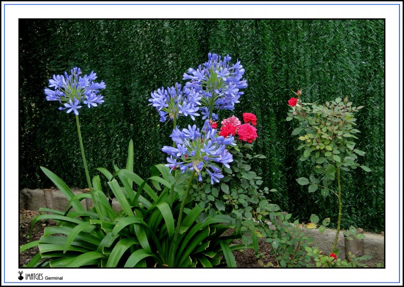 Flores de jardin