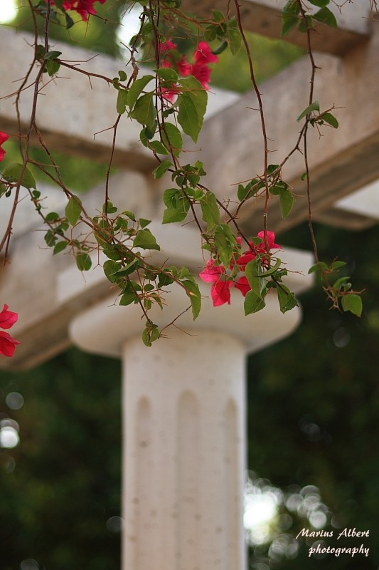 las pergolas y las flores