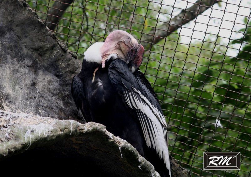 Condor Ave Nacional de Colombia