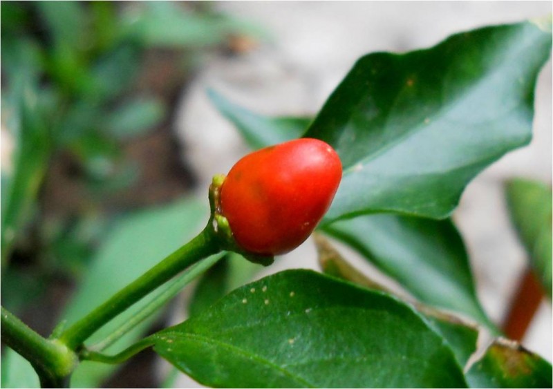 Chiltepin