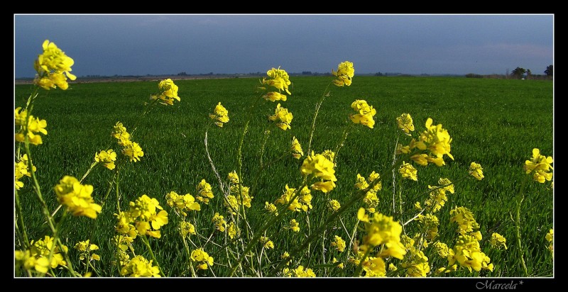 Horizonte amarillo flor de Nabo