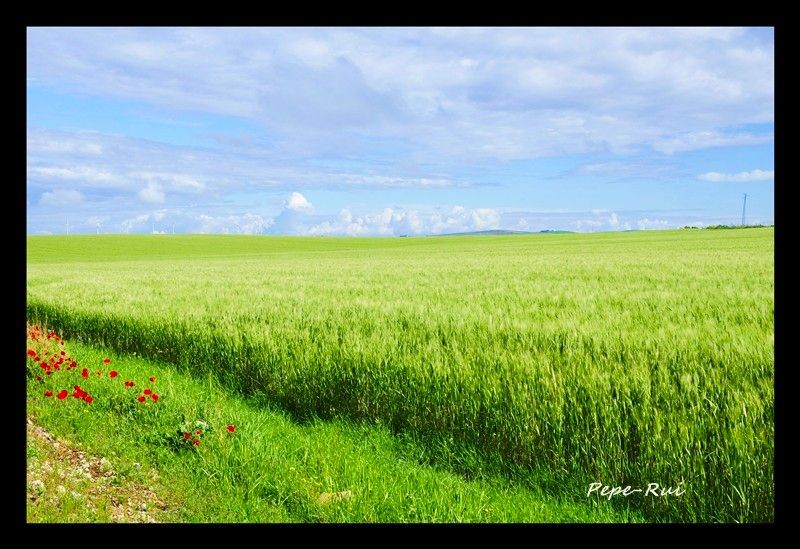 espigas y amapolas