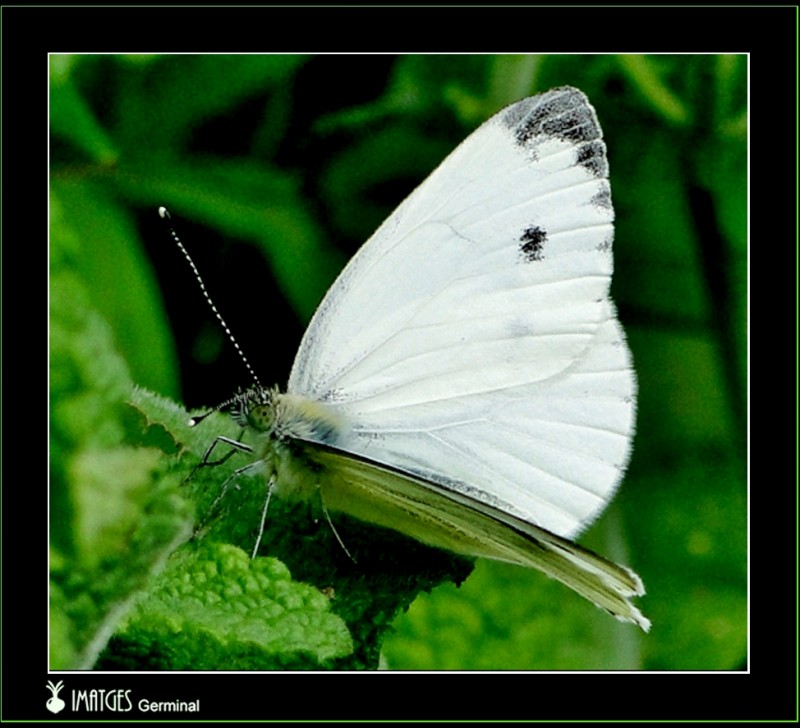 Otra mariposa