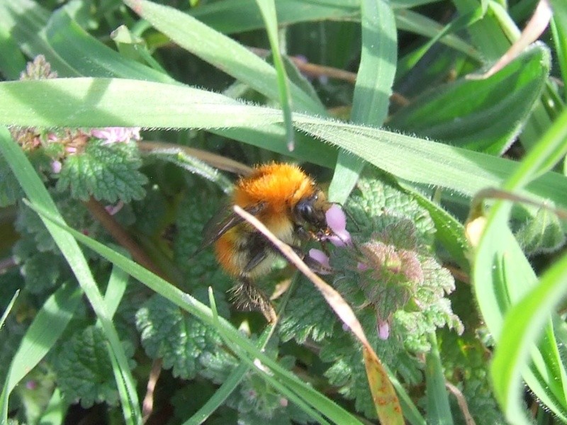 Abeja