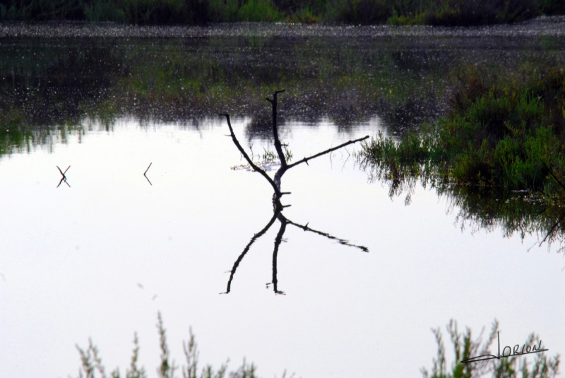 REFLEJOS...