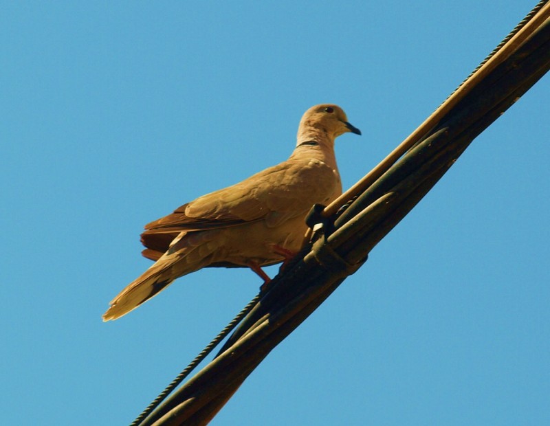 tortola presumida