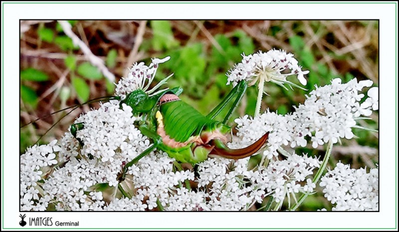 Saltamontes verde