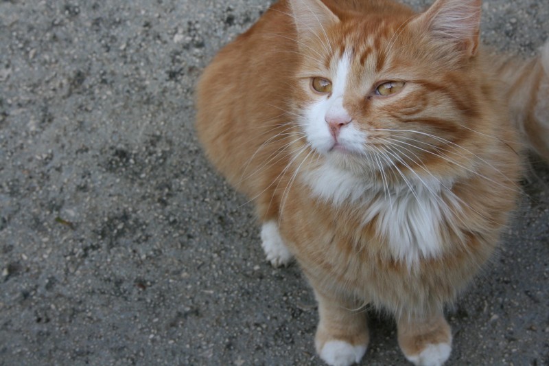 Un precioso gatito naranja