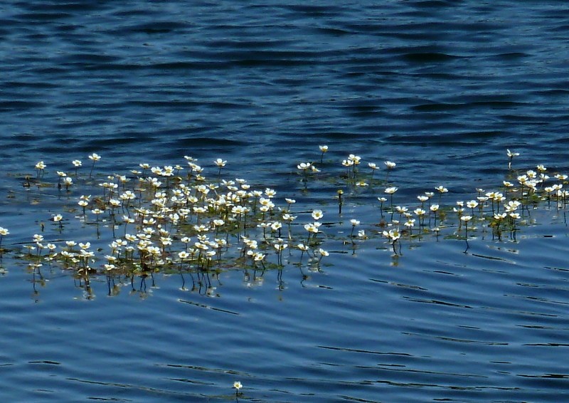 flora de agua