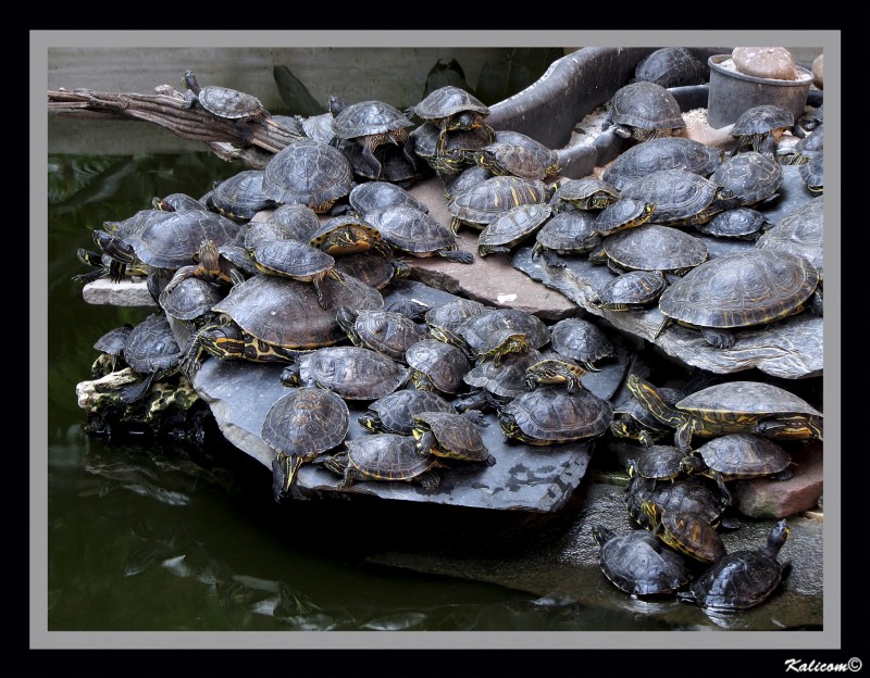 La isla de las tortugas