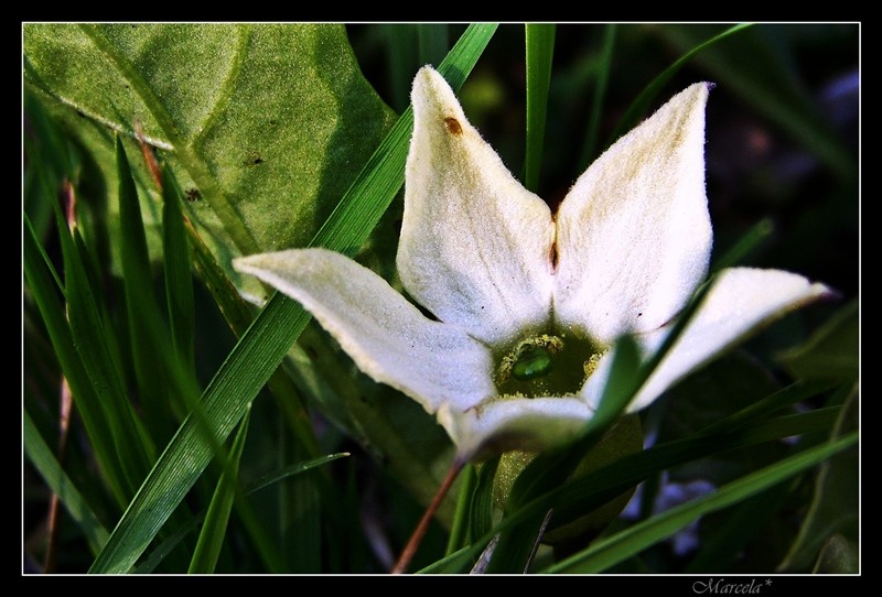 Simplemente una flor