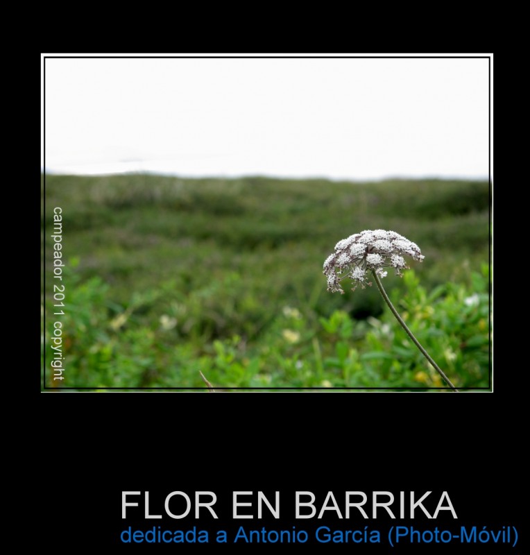 Flor en Barrika (dedicada a Photo-Mvil, Antonio Garca)