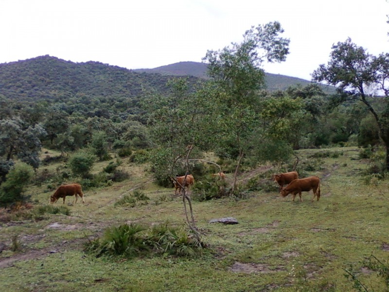 Escena rural