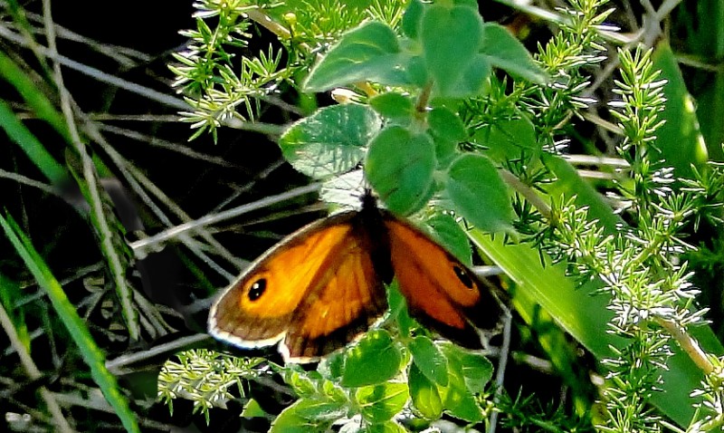 Mariposa