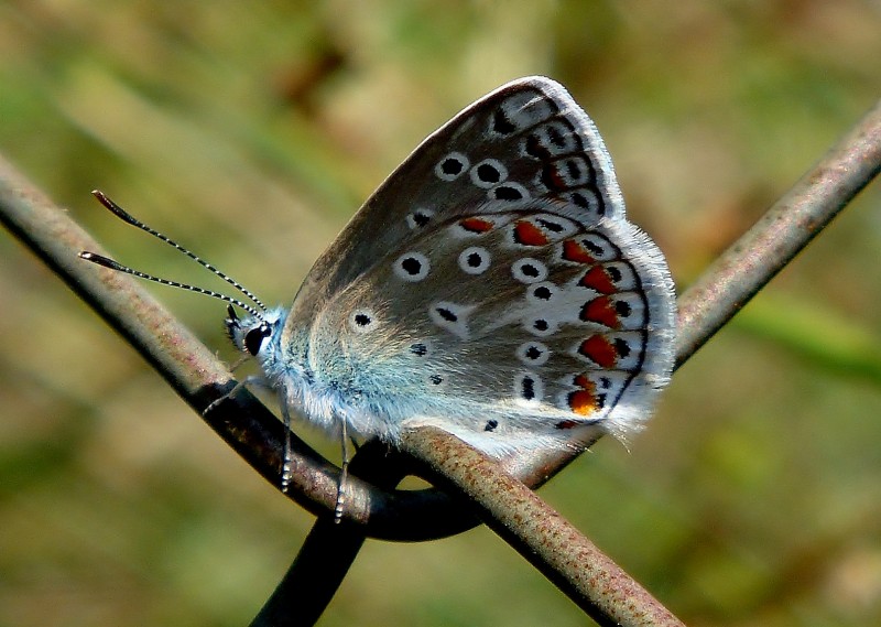 Mariposa 3