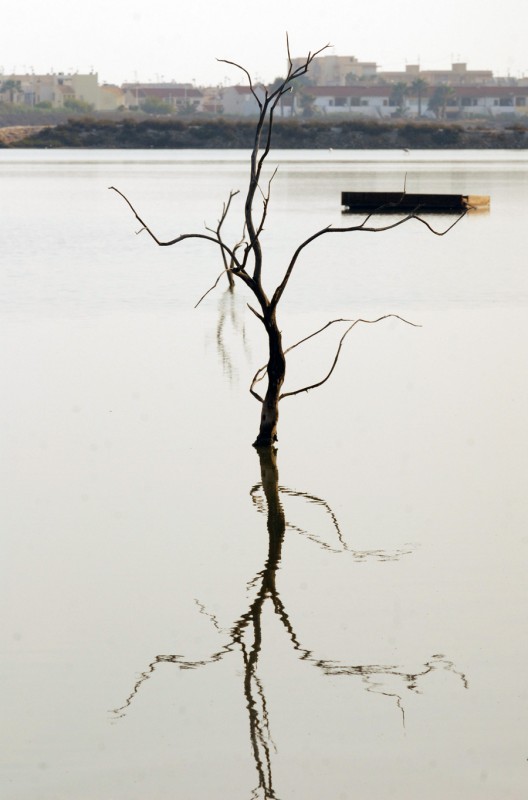 Arbol