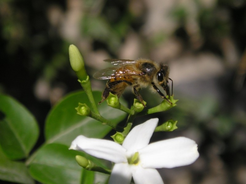 Abeja aguatera