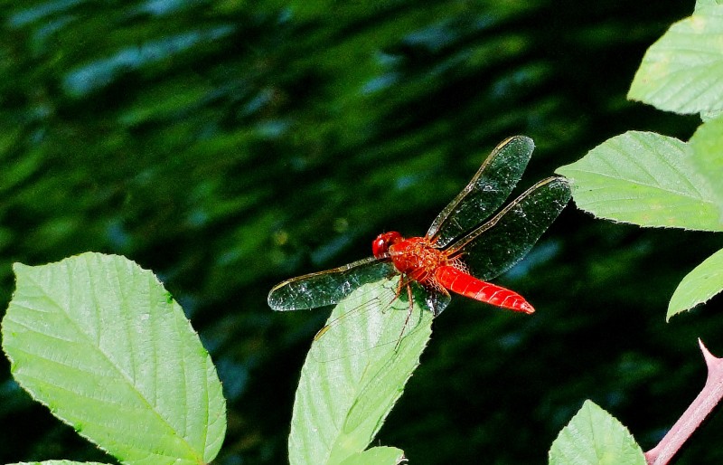 Liblula roja