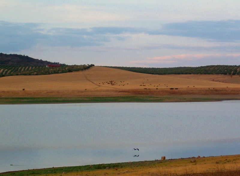 Agua y fauna