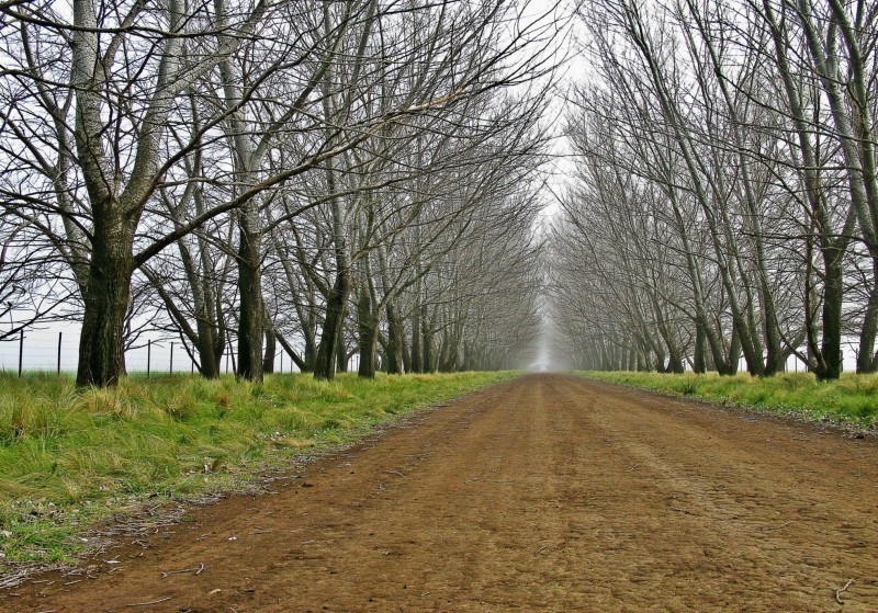 EL VIEJO CAMINO