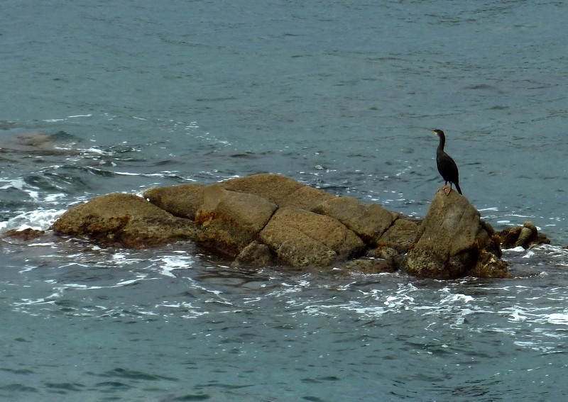 cuervo marino