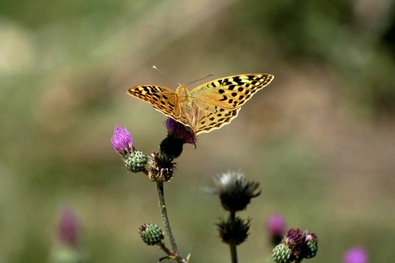 mariposa amarila